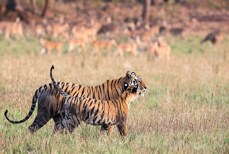 The Best Green Place of Madhya Pradesh-Bandhavgarh National Park