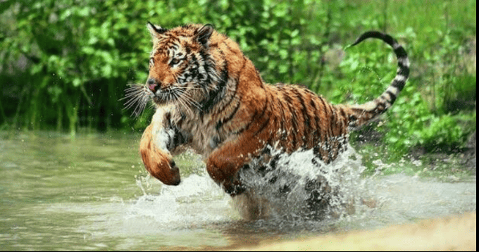 The Best National Park of Tiger -Kanha National Park